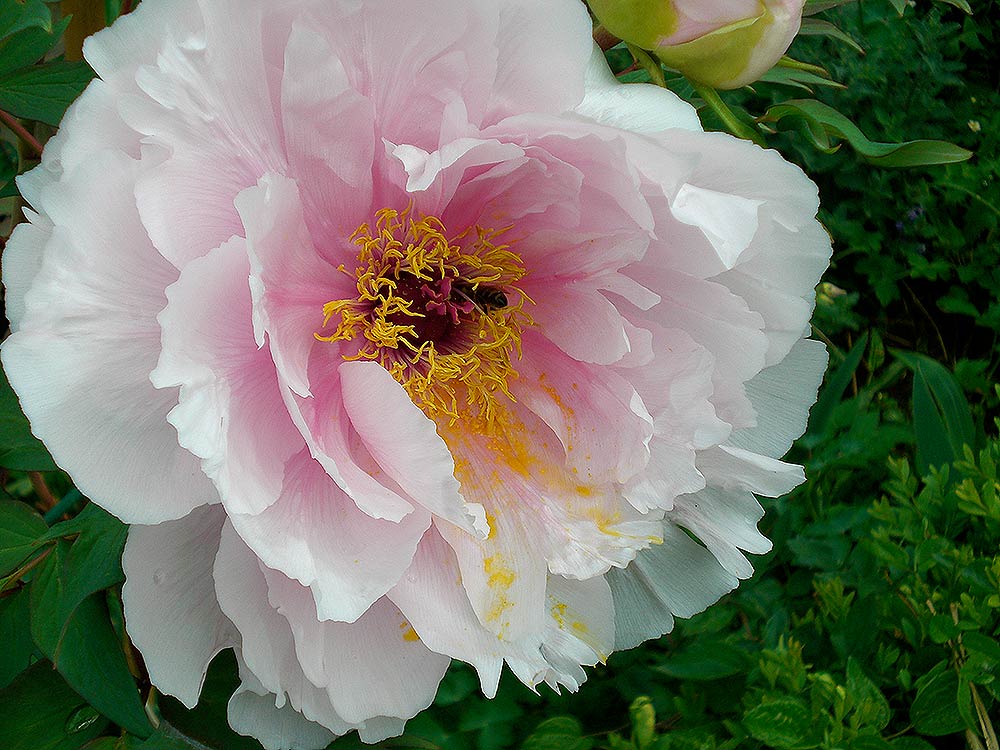 Blüte